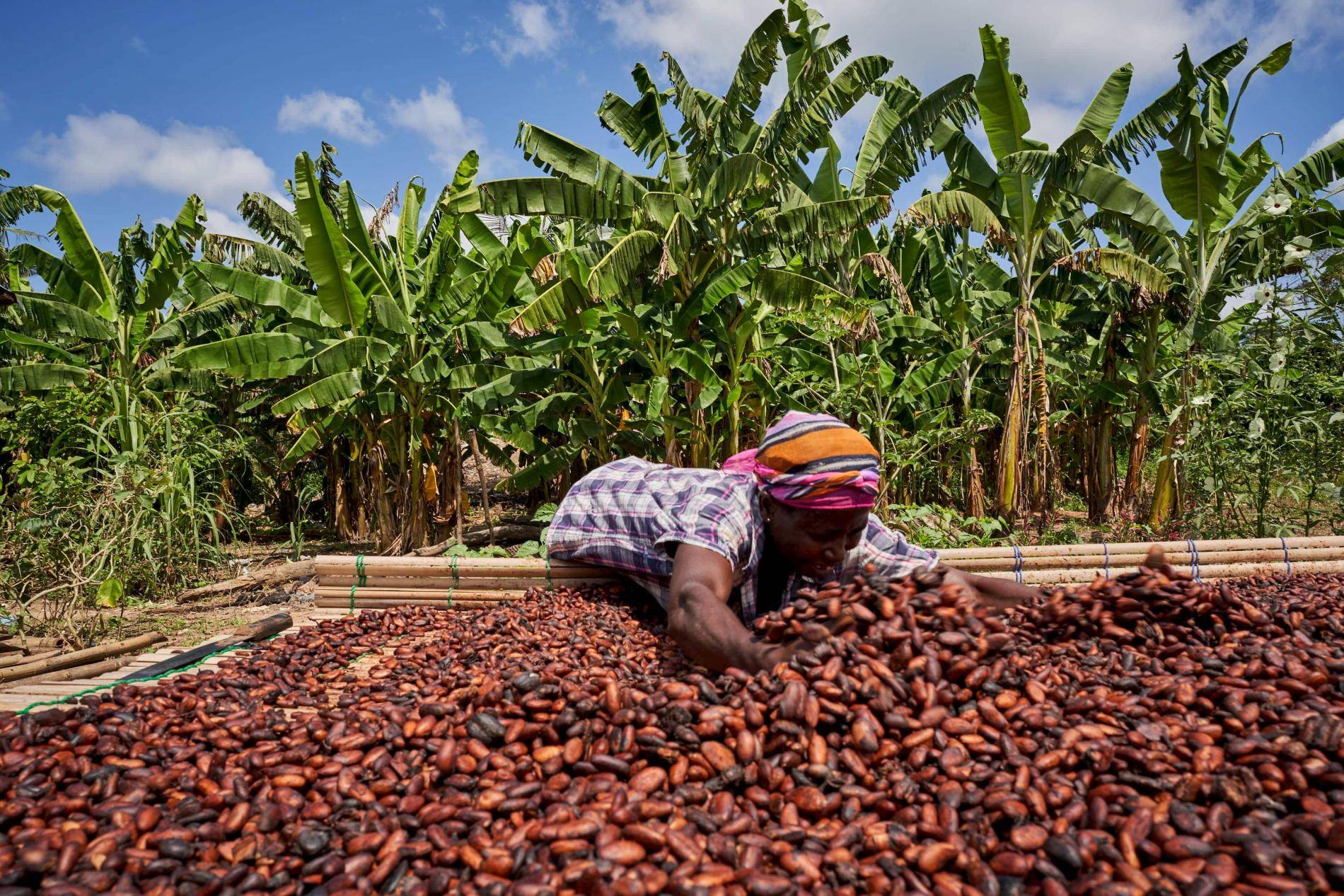 Supporting cocoa farmers at the time of COVID19